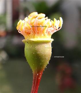  Hypanthium with gynoecium and androecium